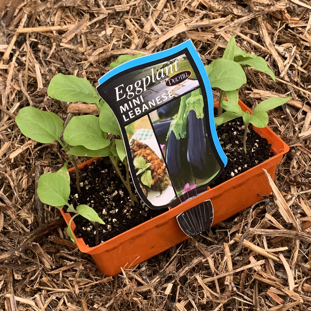 Eggplant ‘Mini Lebanese’