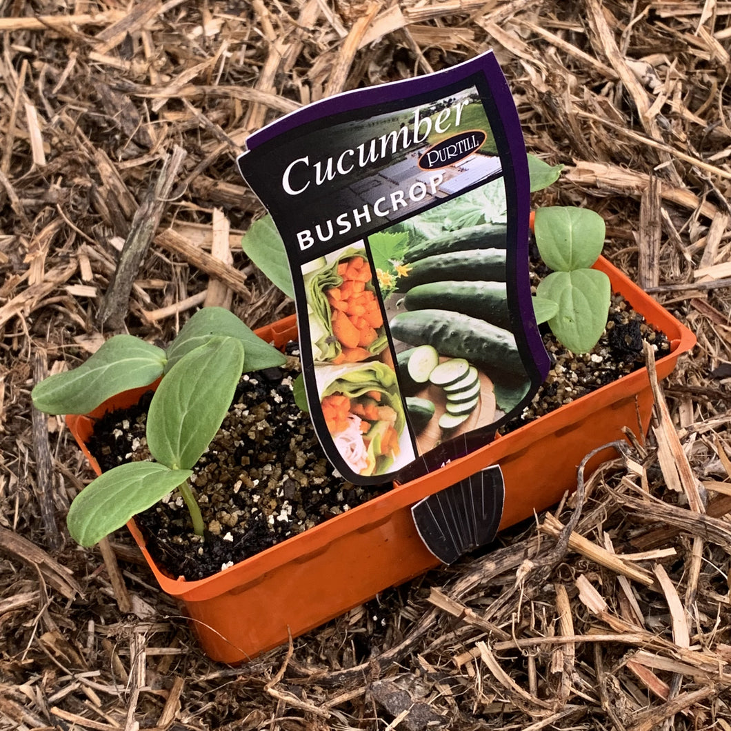 Cucumber ‘Bushcrop’