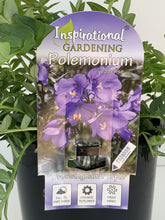 Load image into Gallery viewer, Polemonium ‘Bressingham Purple’
