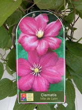 Load image into Gallery viewer, Clematis ‘Ville de Lyon’
