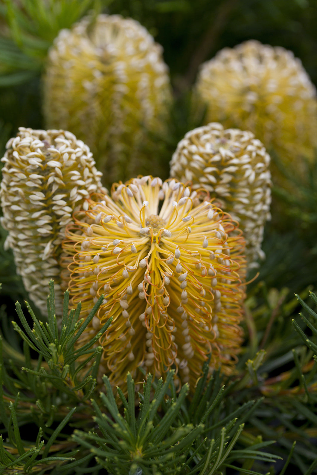 Banksia 'Birthday Candles'