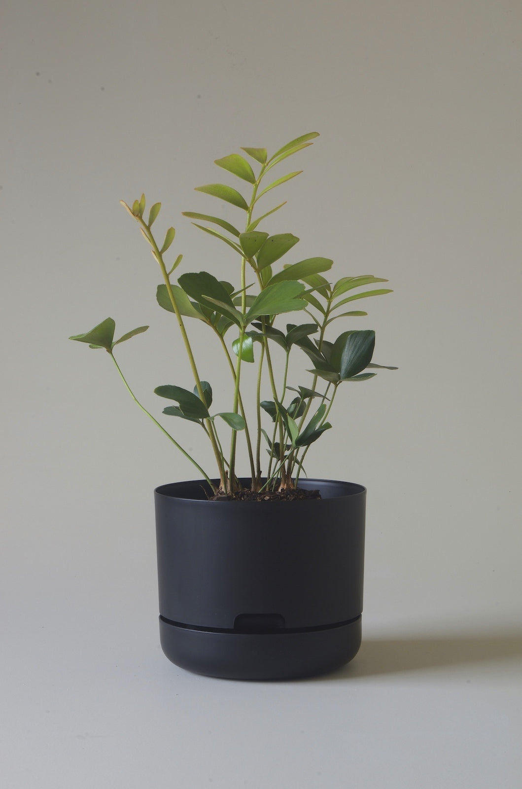 Mr Kitly Selfwatering Plantpot - Recycled Black