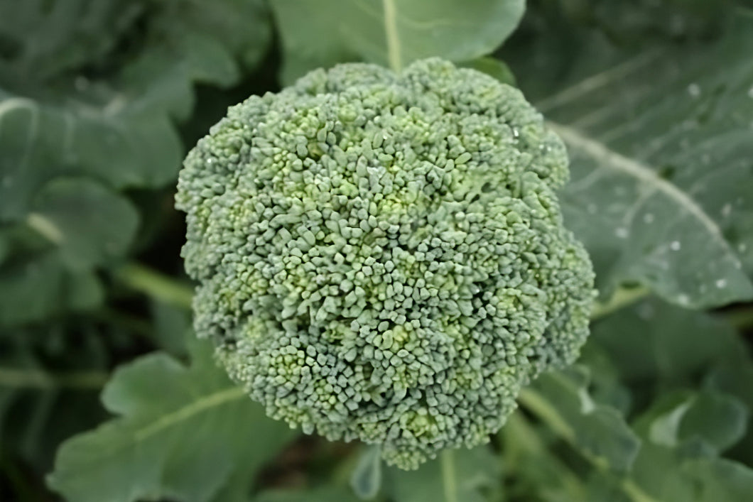 Broccoli 'Albert' Greenpatch Seeds