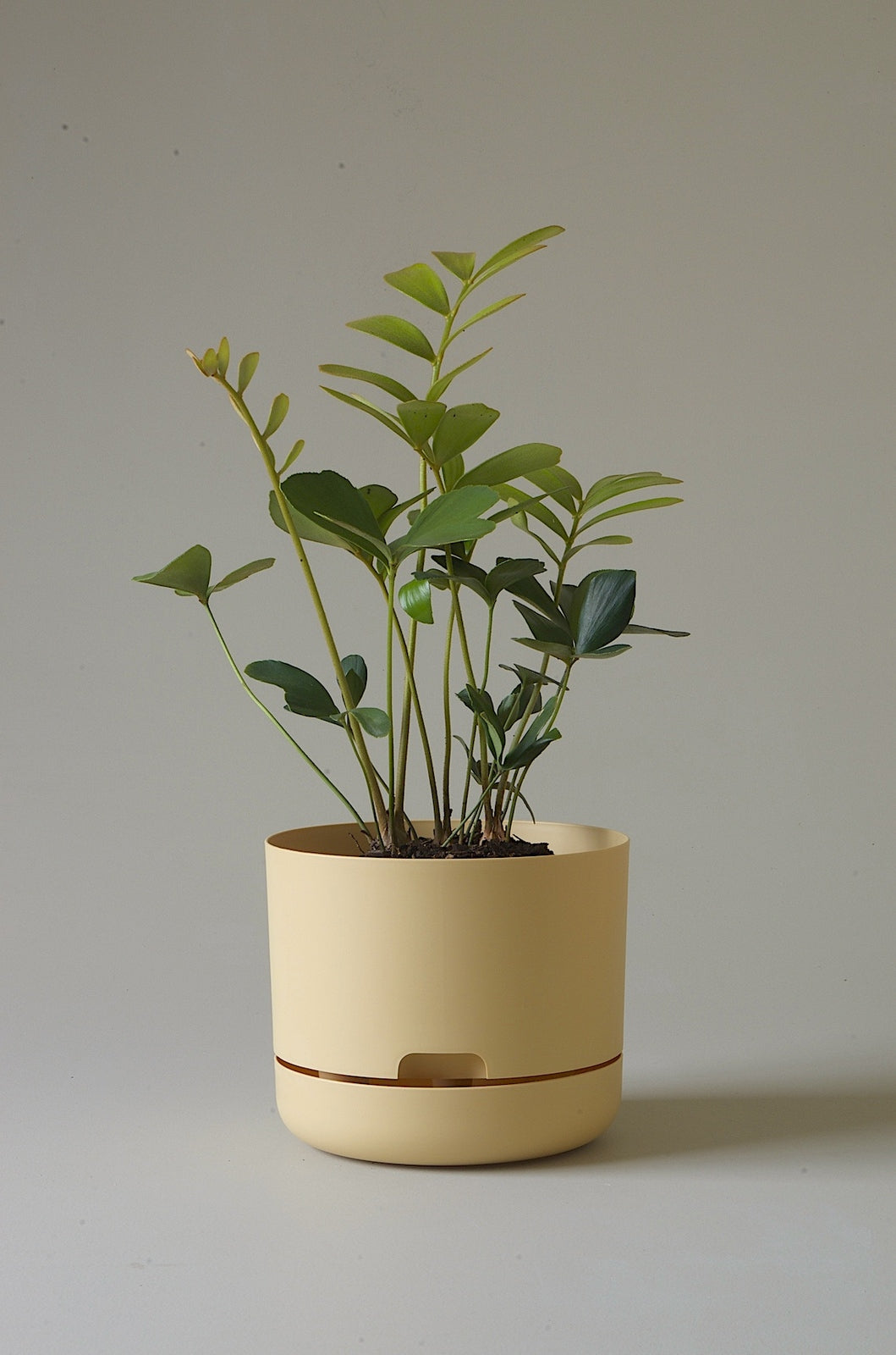 Mr Kitly Selfwatering Plantpot - Buff