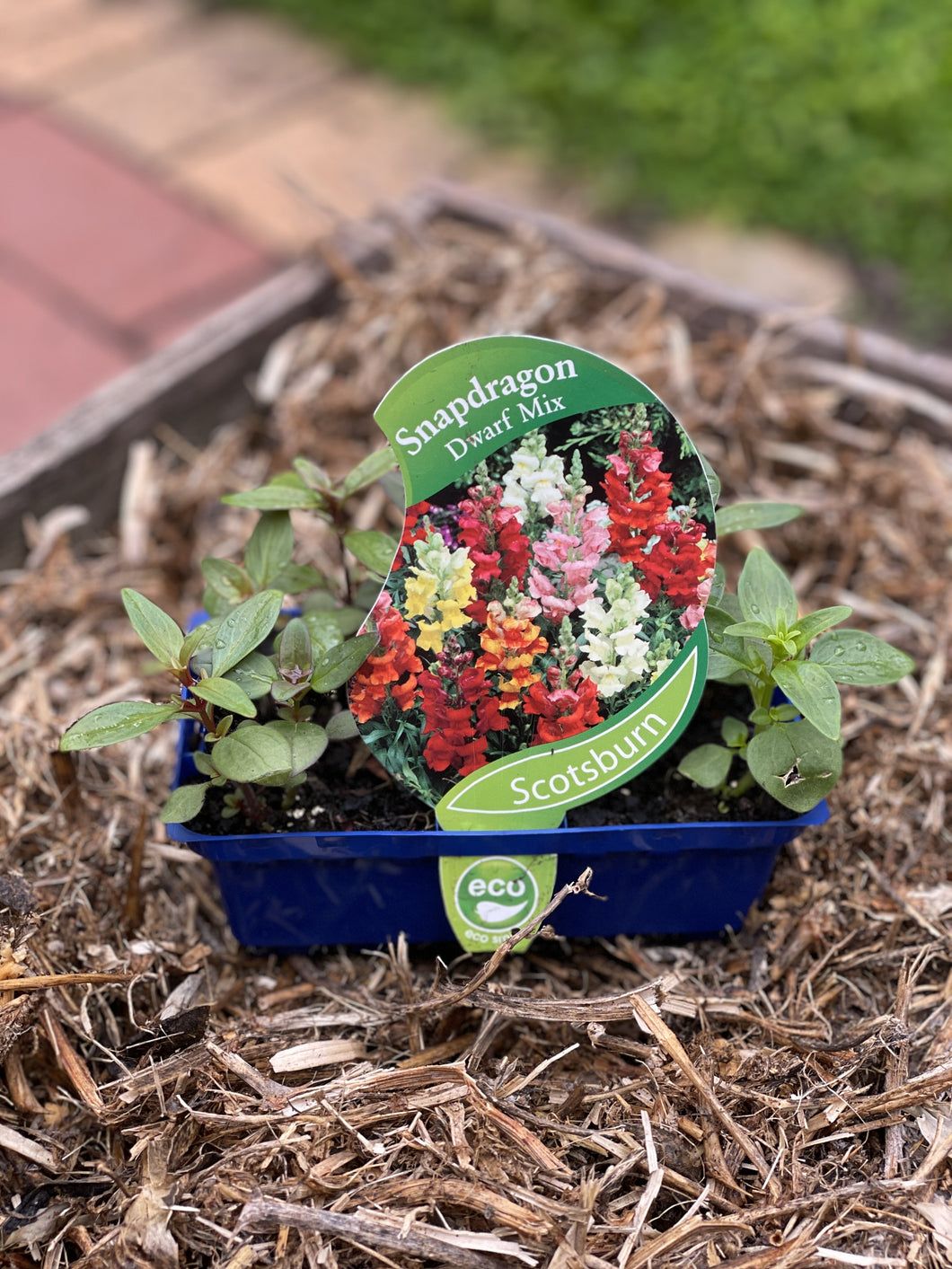 Snapdragon Dwarf Mix