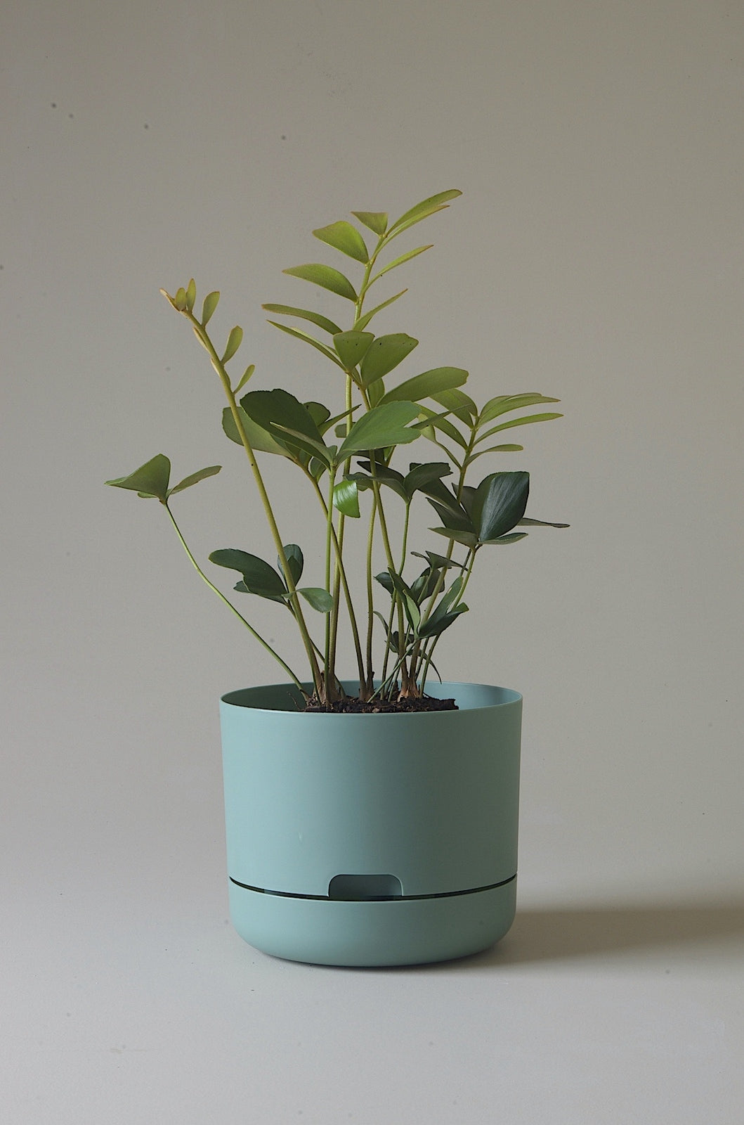 Mr Kitly Selfwatering Plantpot - Cabinet Green