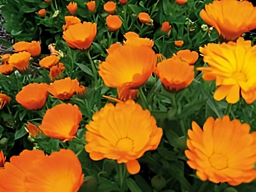 Calendula Greenpatch Seeds