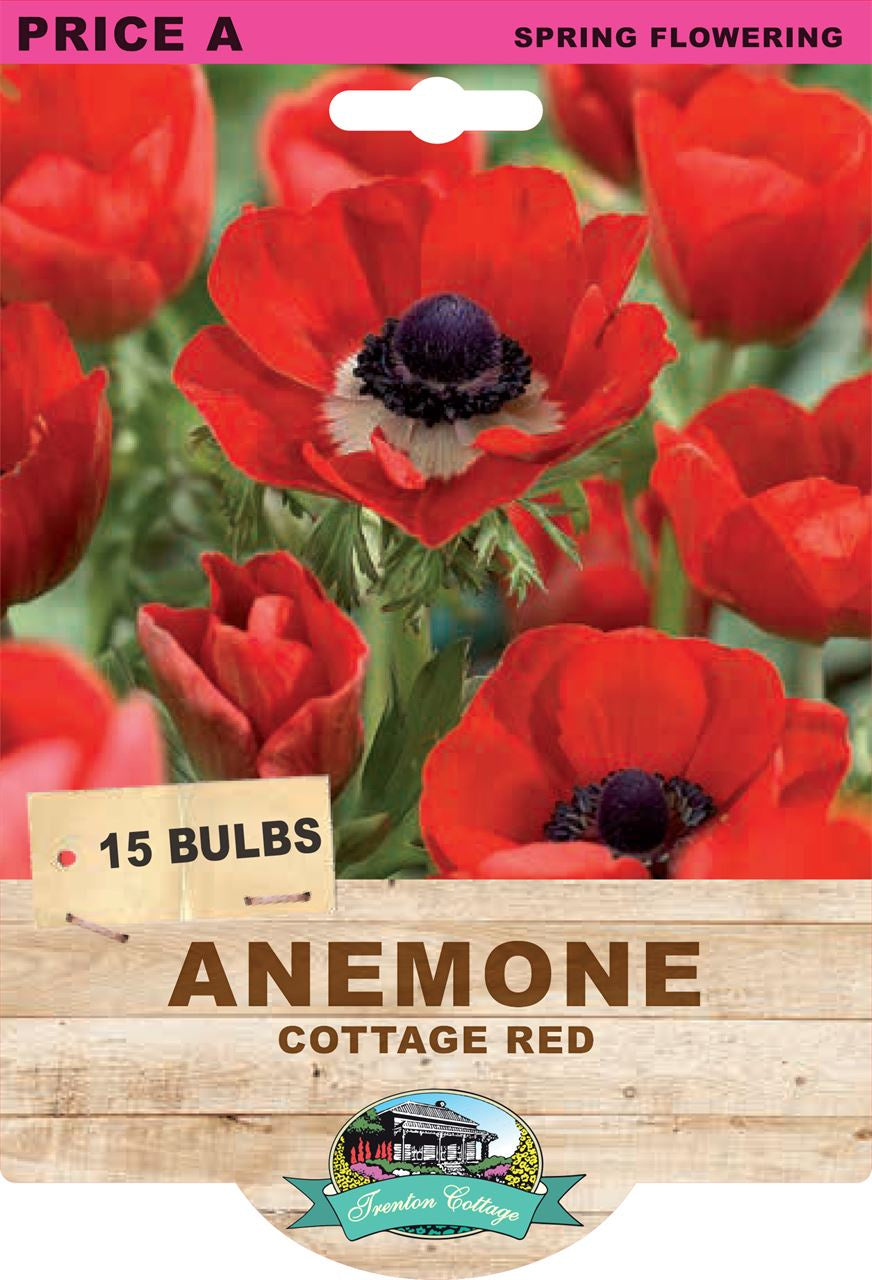 Anemone 'Cottage Red'