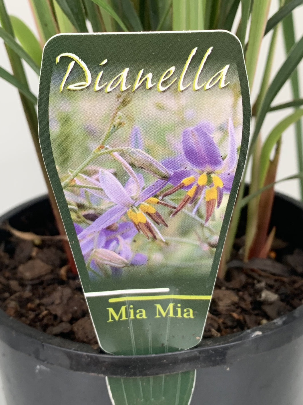 Dianella revoluta ‘Mia Mia’