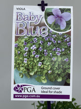 Load image into Gallery viewer, Viola hederacea &#39;Baby Blue&#39;
