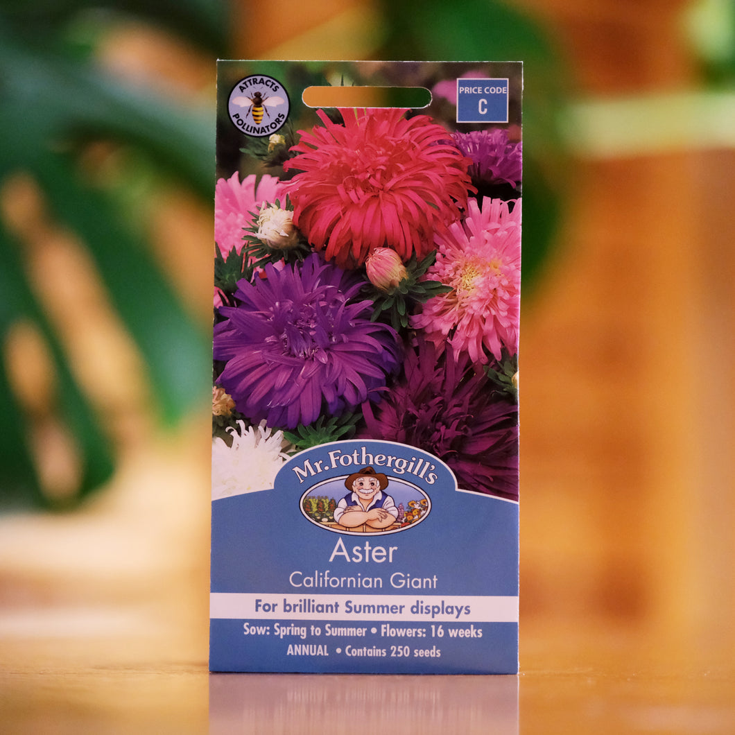 Aster 'Californian Giant' seeds