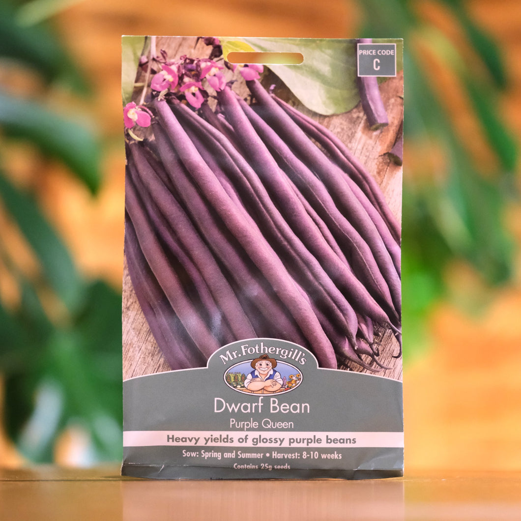 Bean - Dwarf 'Purple Queen' seeds