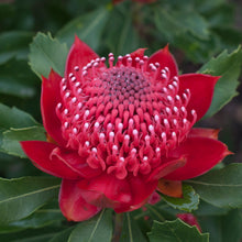 Load image into Gallery viewer, Telopea ‘Enchanted Red’
