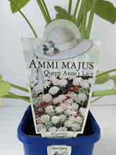 Load image into Gallery viewer, Ammi majus ‘Queen Anne’s Lace’
