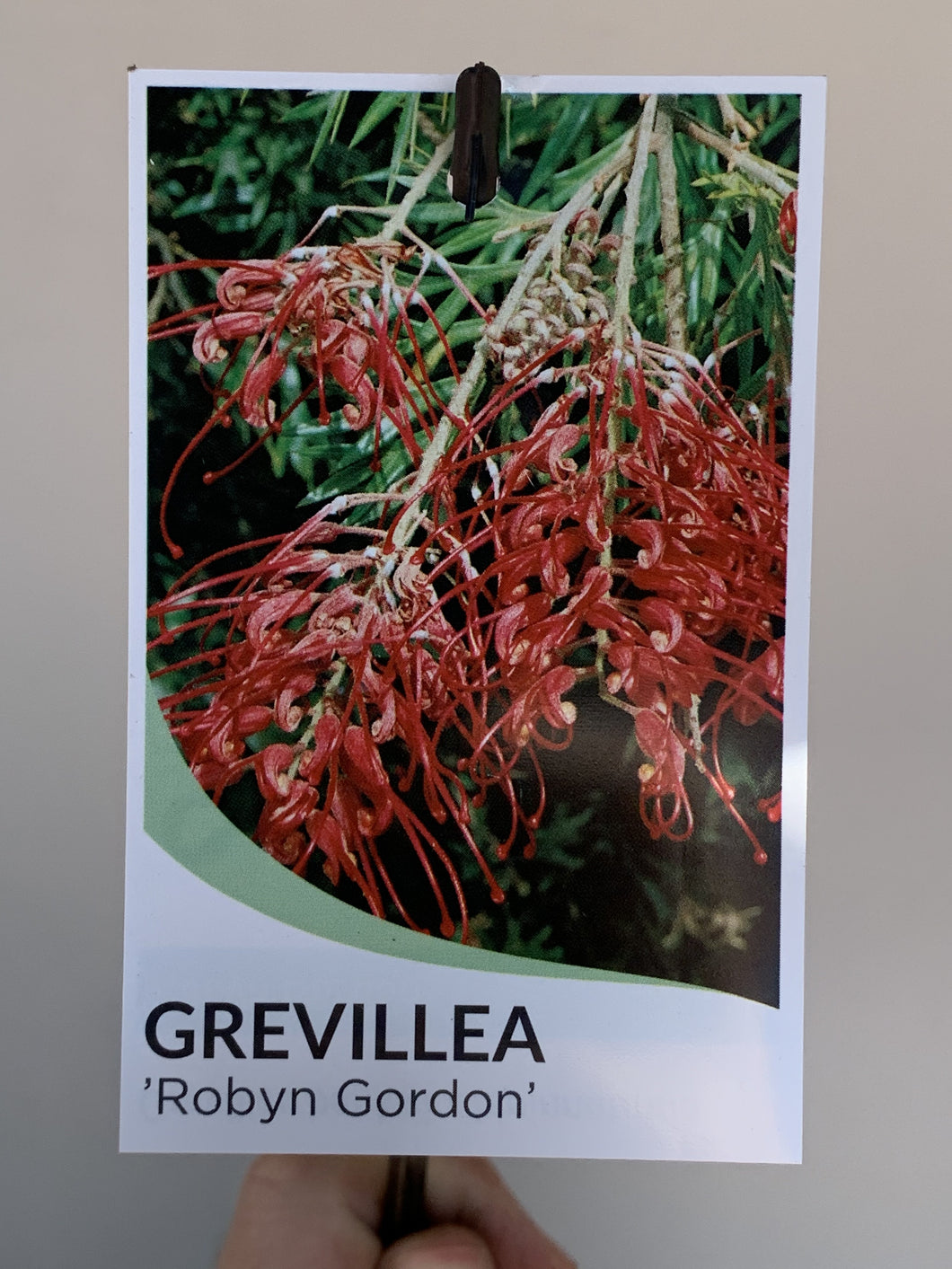 Grevillea 'Robyn Gordon'