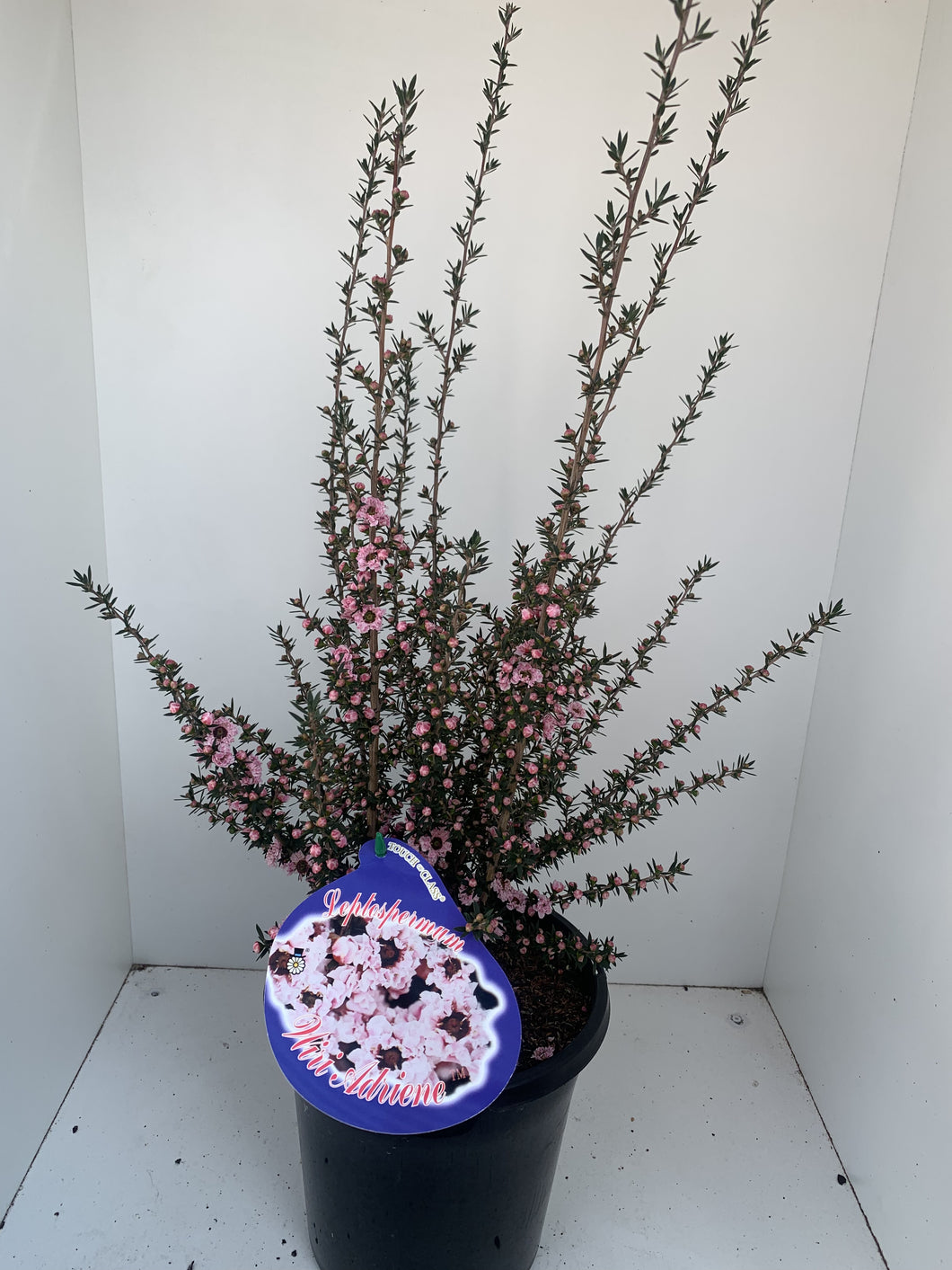 Leptospermum Wiri Adriene