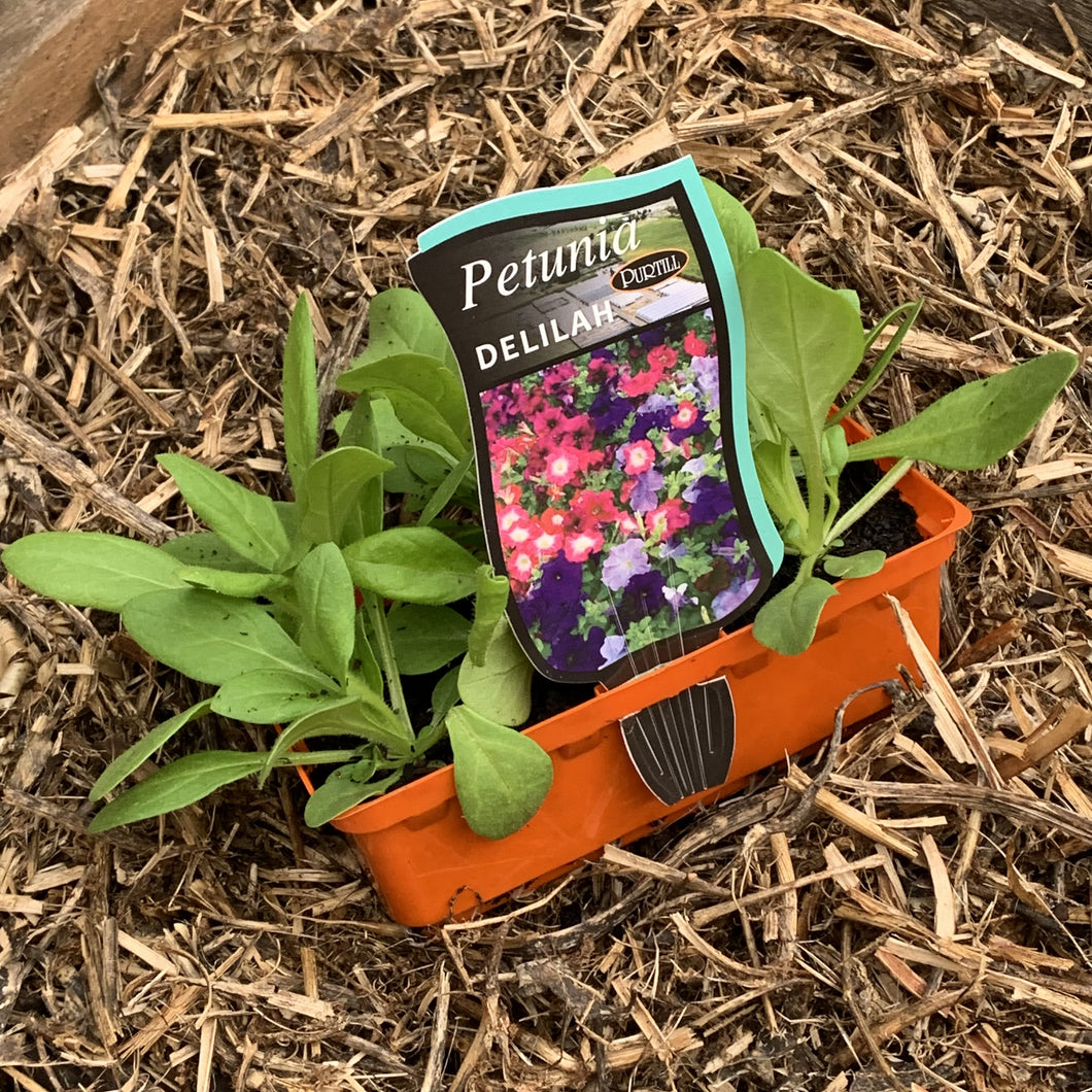 Petunia ‘Delilah’