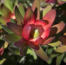 Load image into Gallery viewer, Leucadendron ‘Fantasy Sunset’
