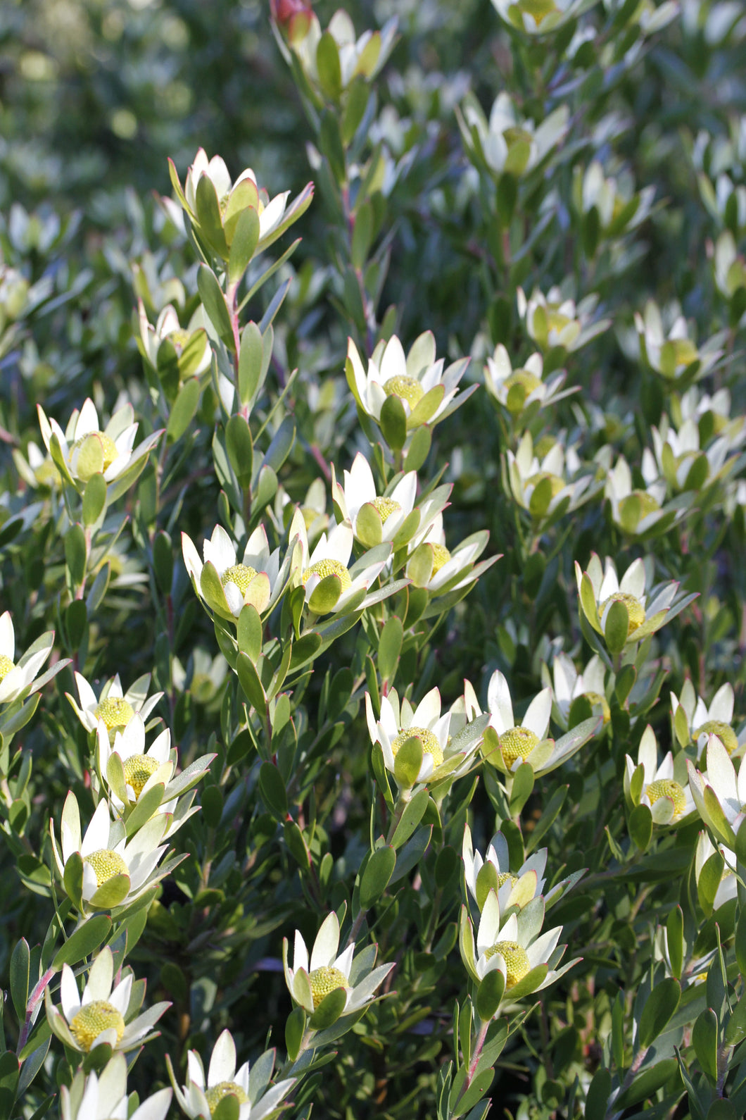 Leucadendron 'Harvest'