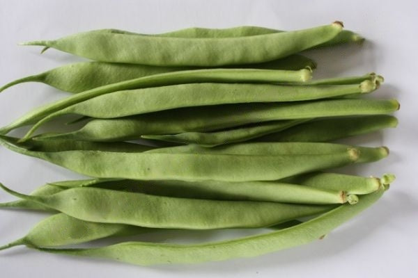 Bean - Bush 'Hawkesbury Wonder' Greenpatch Seeds