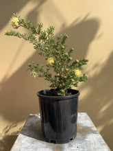 Load image into Gallery viewer, Phebalium glandulosum

