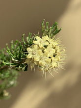 Load image into Gallery viewer, Phebalium glandulosum

