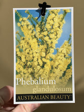 Load image into Gallery viewer, Phebalium glandulosum

