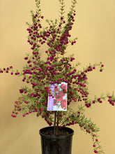 Load image into Gallery viewer, Boronia &#39;Purple Jared&#39;
