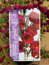 Load image into Gallery viewer, Boronia &#39;Purple Jared&#39;
