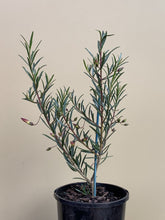 Load image into Gallery viewer, Eremophila alternifolia
