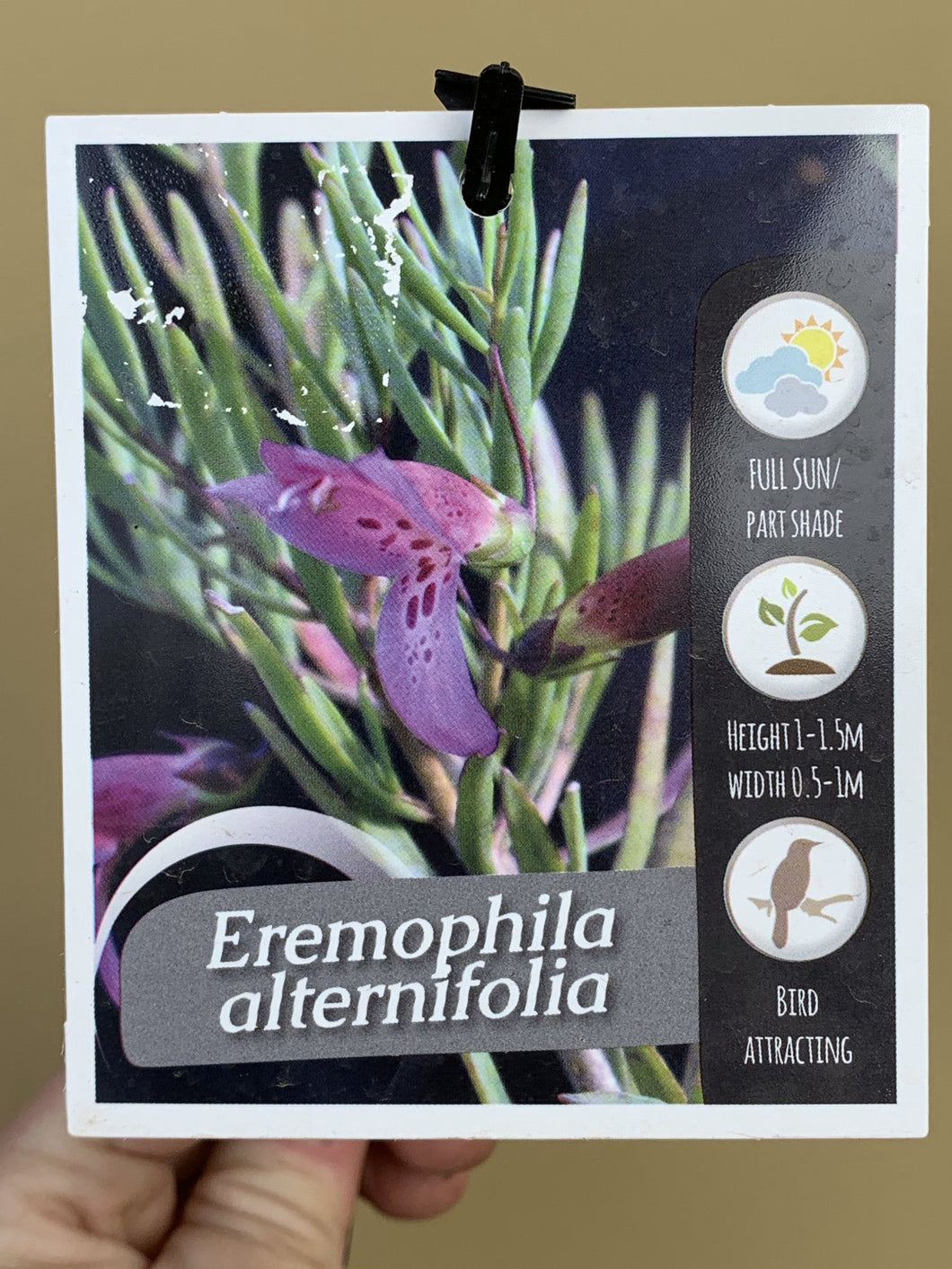 Eremophila alternifolia