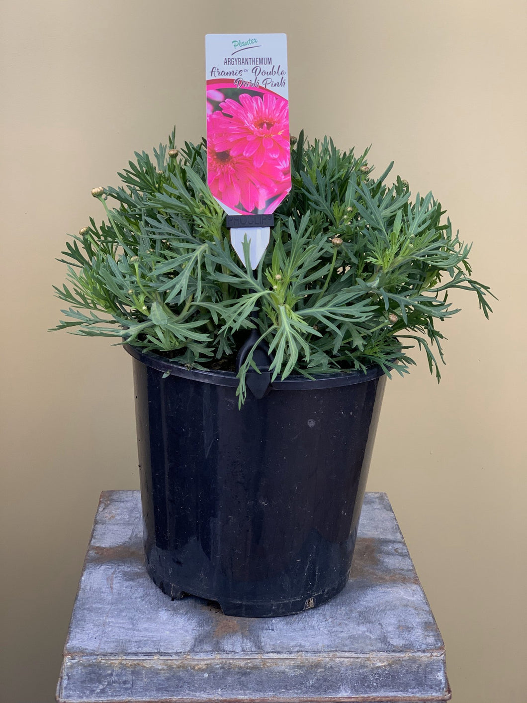 Argyranthemum 'Aramis Double Dark Pink'