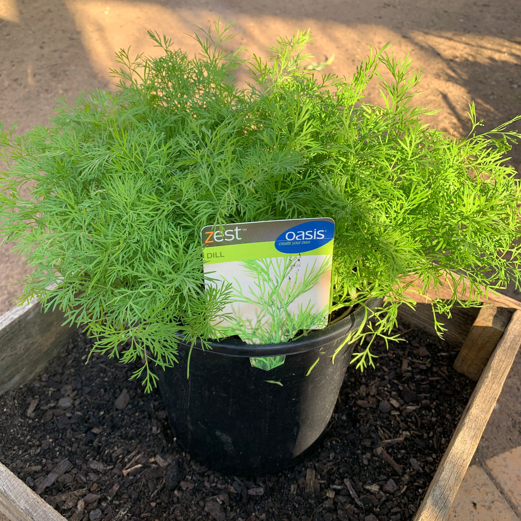 Dill