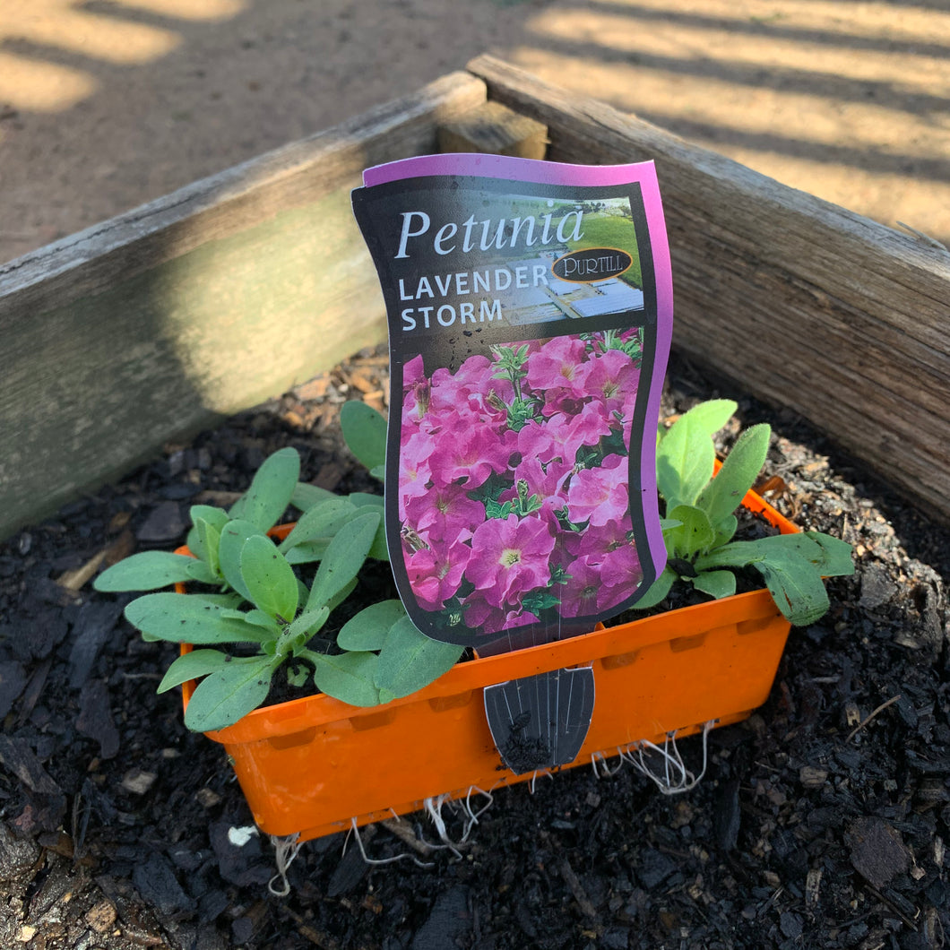 Petunia 'Lavender Storm'