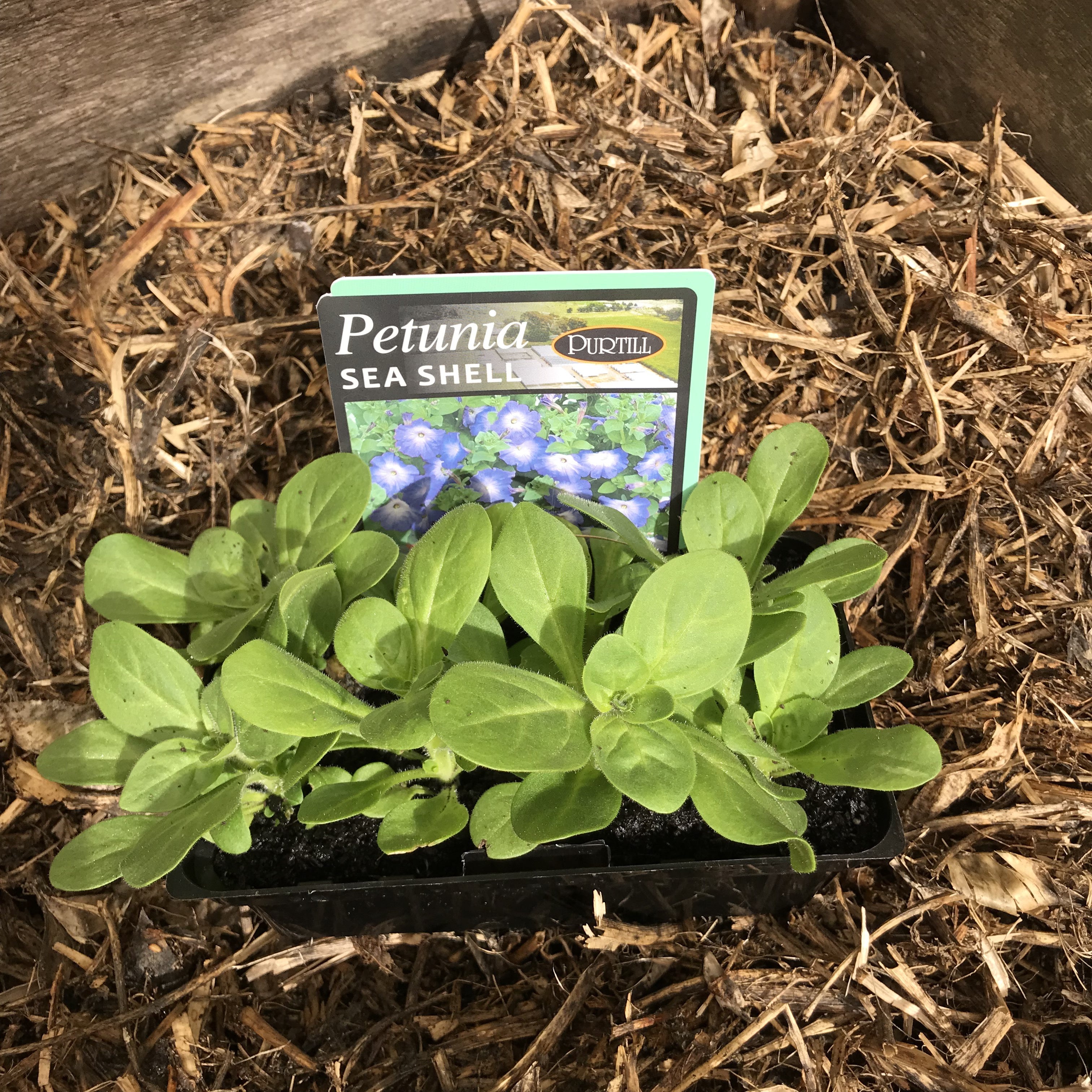 Petunia 'Sea Shell' – Northcote Nursery