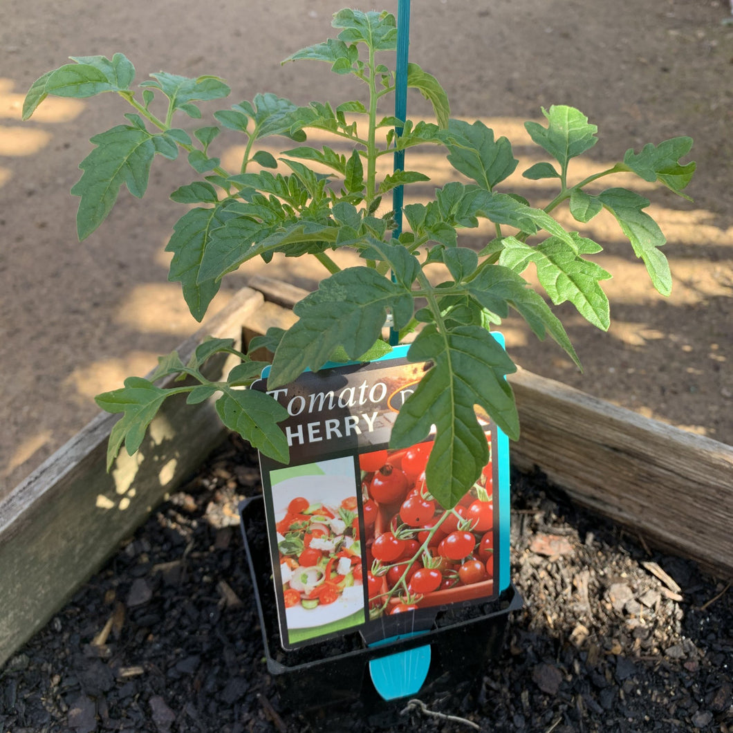 Tomato 'Cherry'
