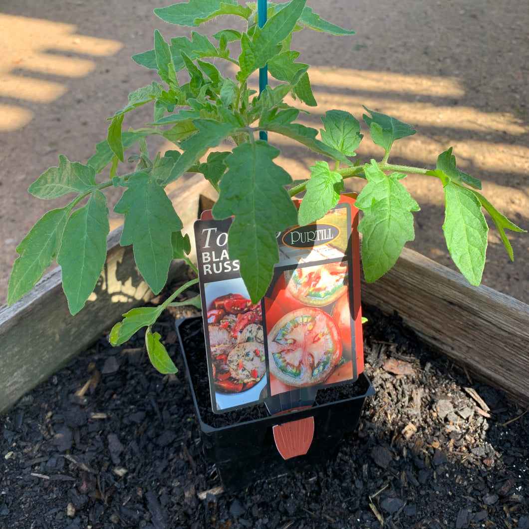 Tomato 'Black Russian'