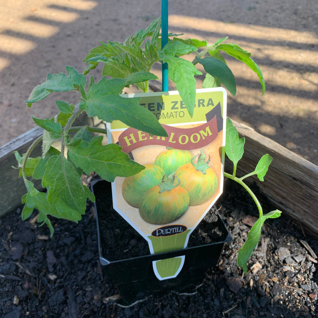 Tomato 'Green Zebra' heirloom