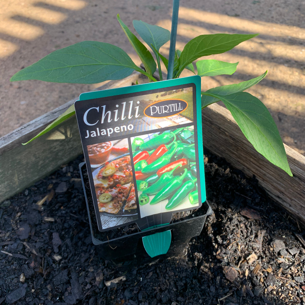 Chilli 'Jalapeno'