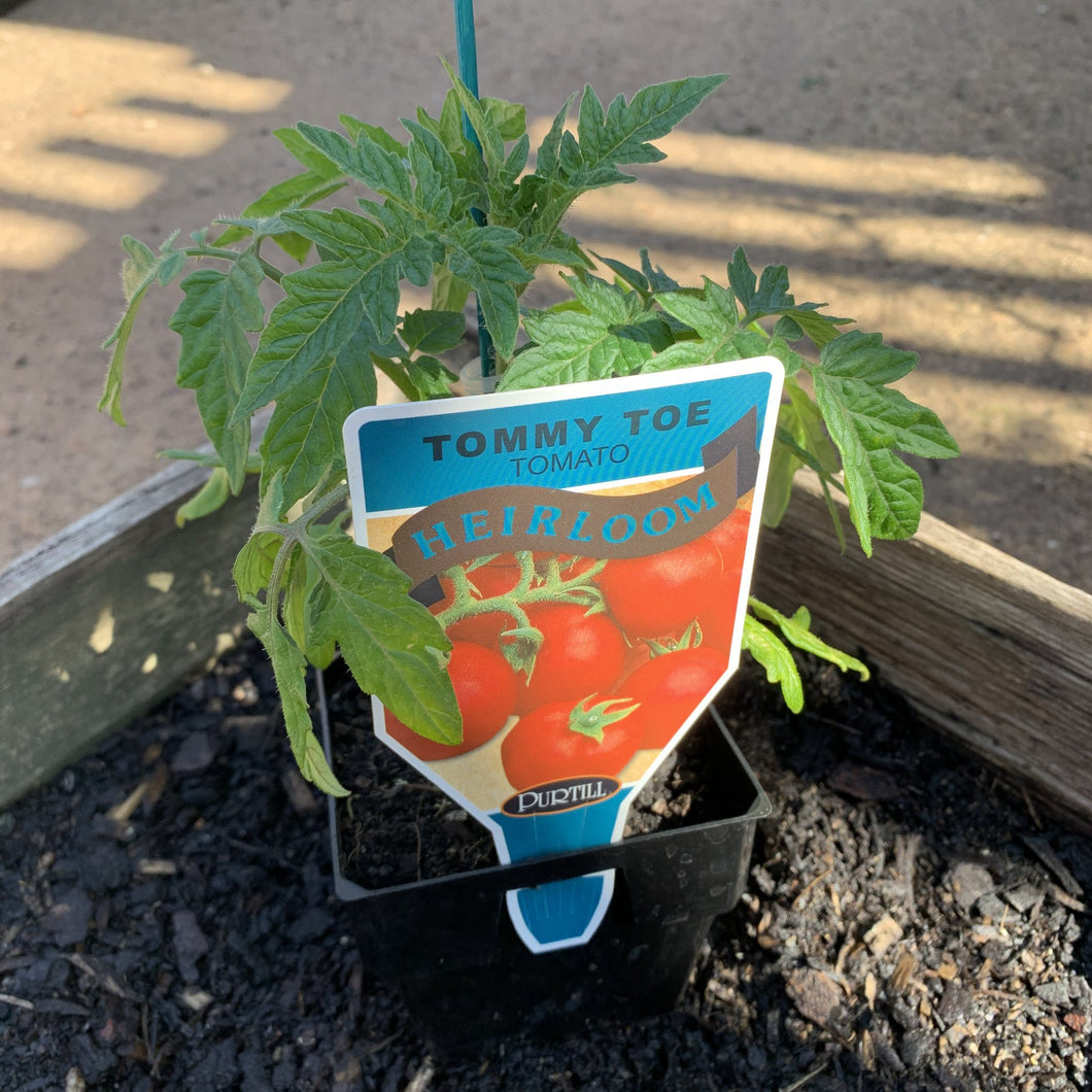 Tomato 'Tommy Toe'