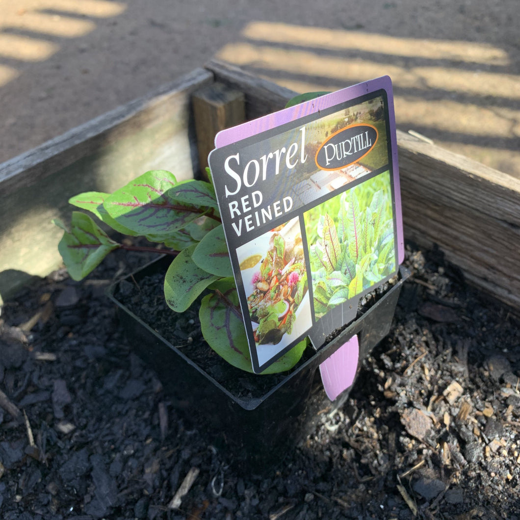 Sorrel 'Red Veined'