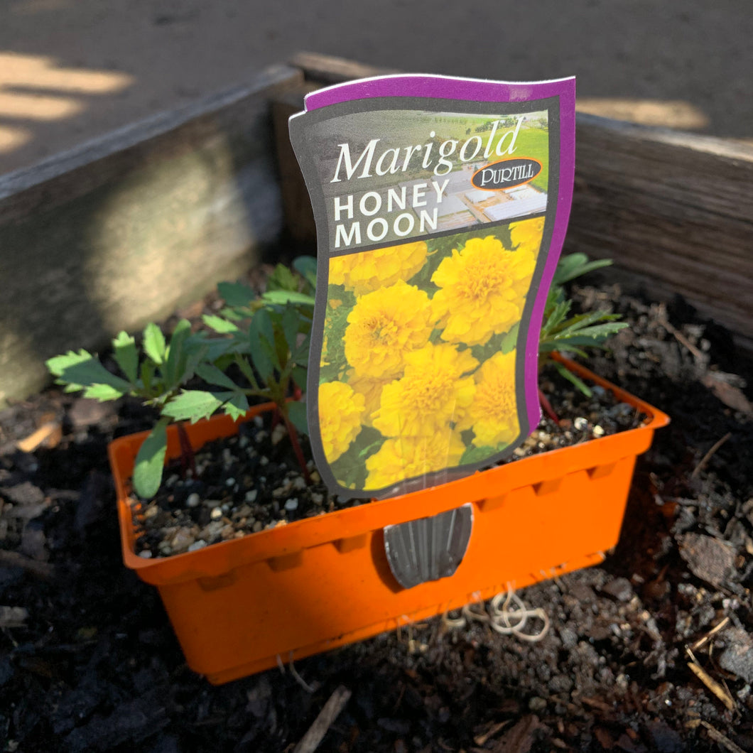 Marigold 'Honey Moon'