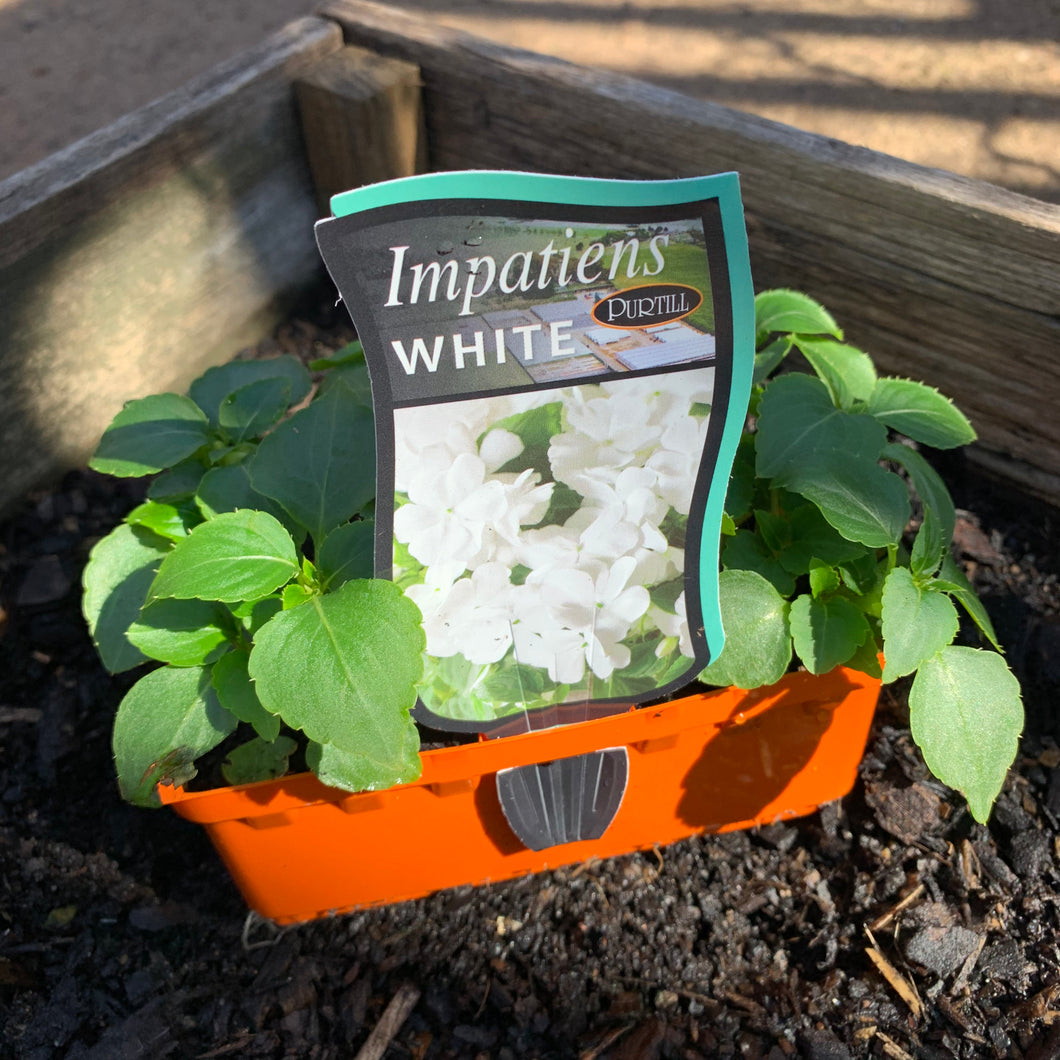 Impatiens 'White'