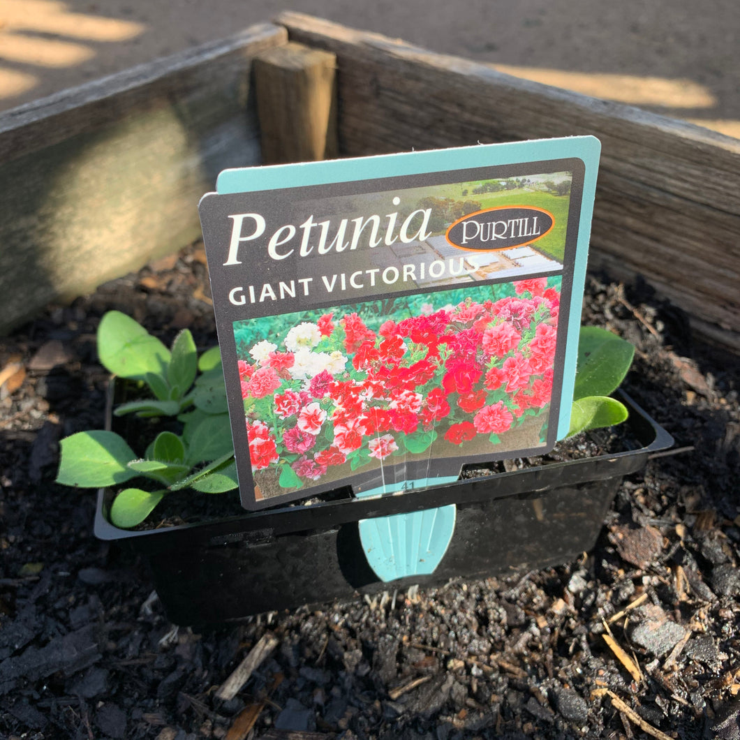 Petunia 'Giant Victorious'