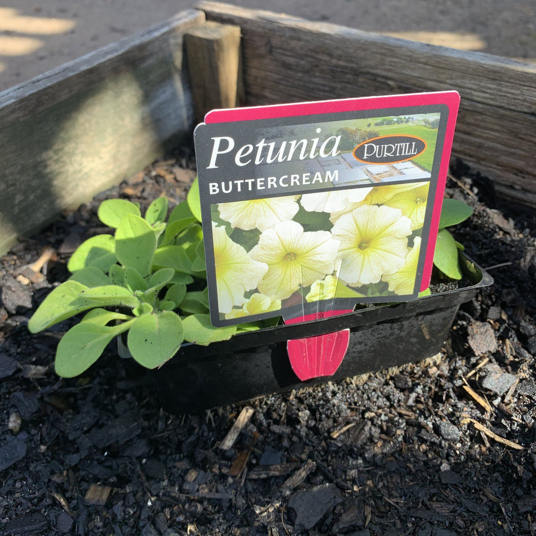 Petunia 'Buttercream'