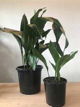 Load image into Gallery viewer, Aspidistra elatior
