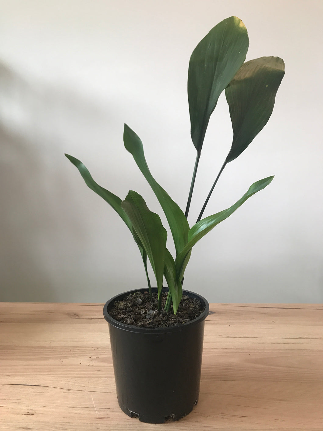 Aspidistra elatior