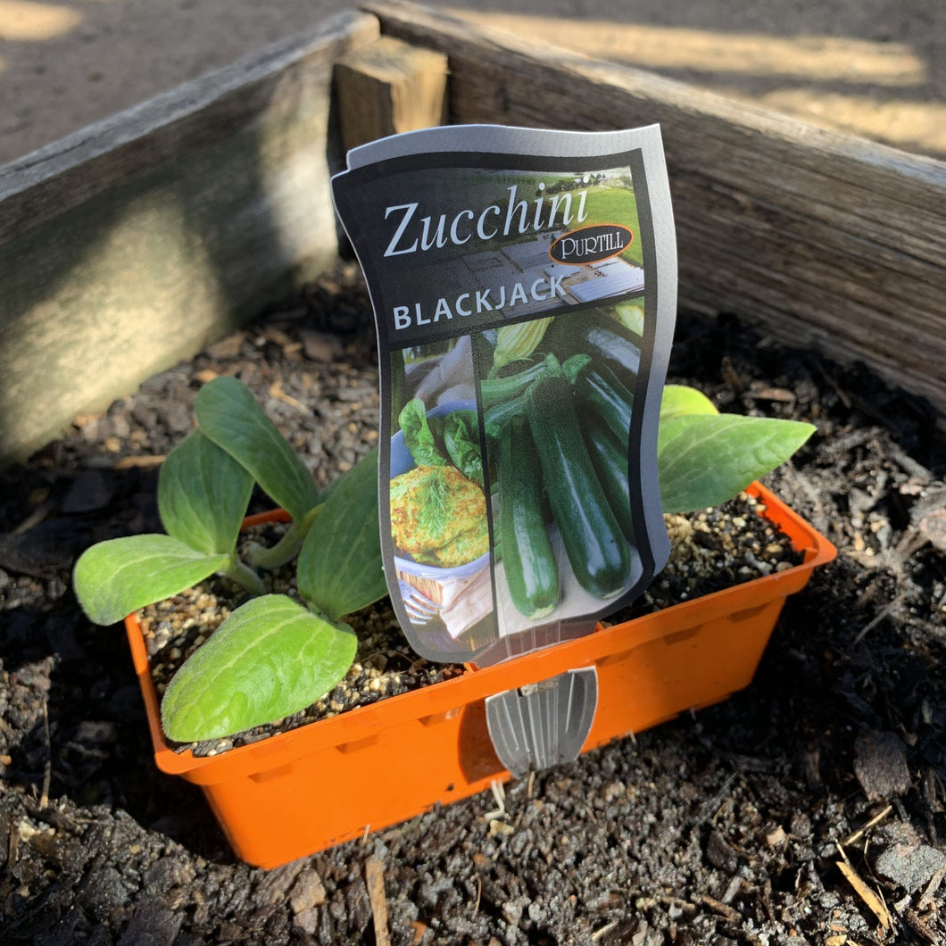 Zucchini 'Blackjack'