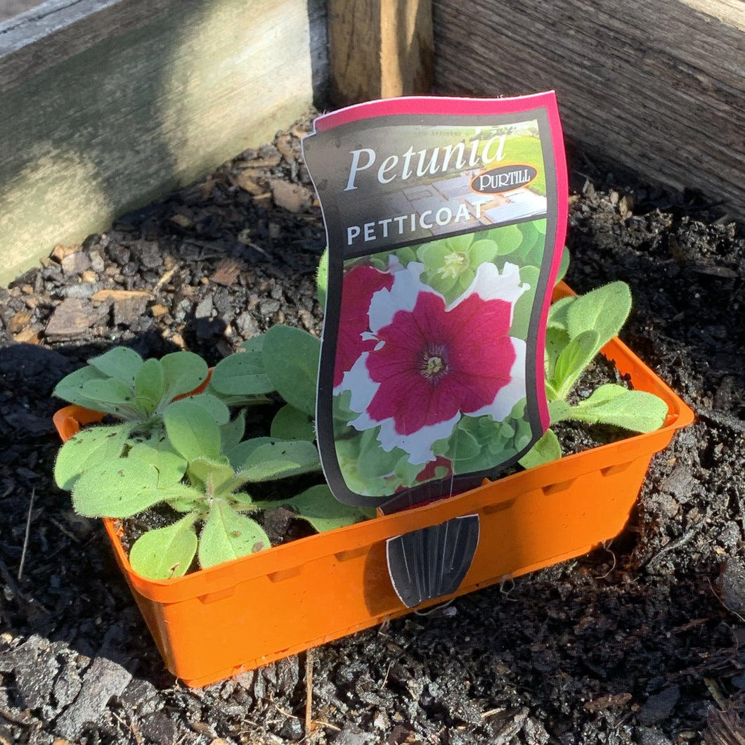 Petunia 'Petticoat'