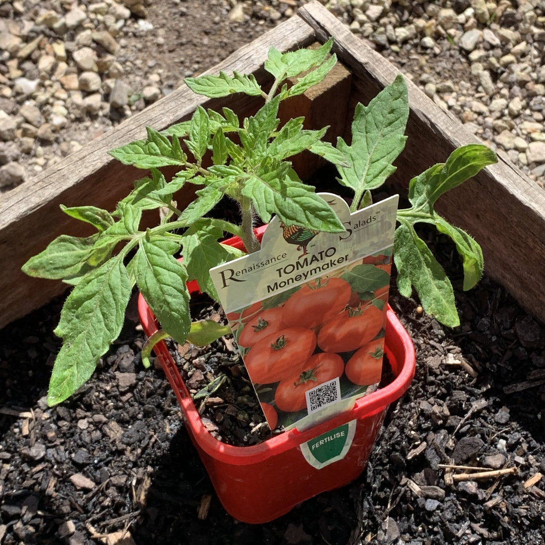 Tomato 'Moneymaker'